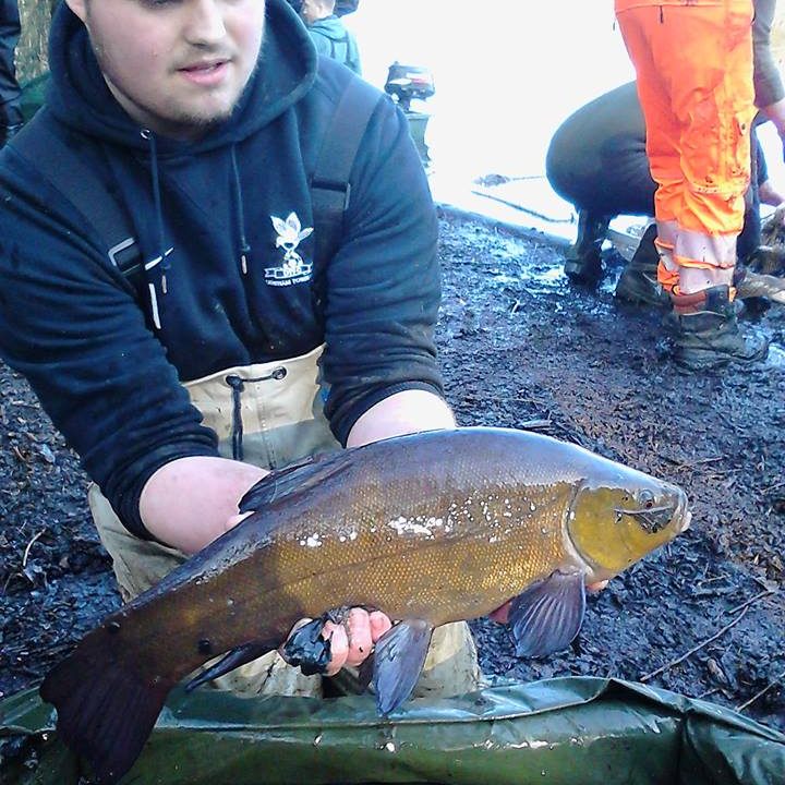 tench3